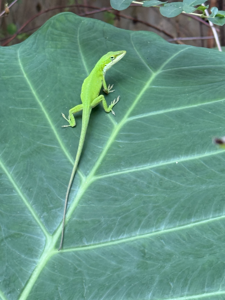 anole-on-elephant-ear-2 green Carolina anole on an elephant ear leaf