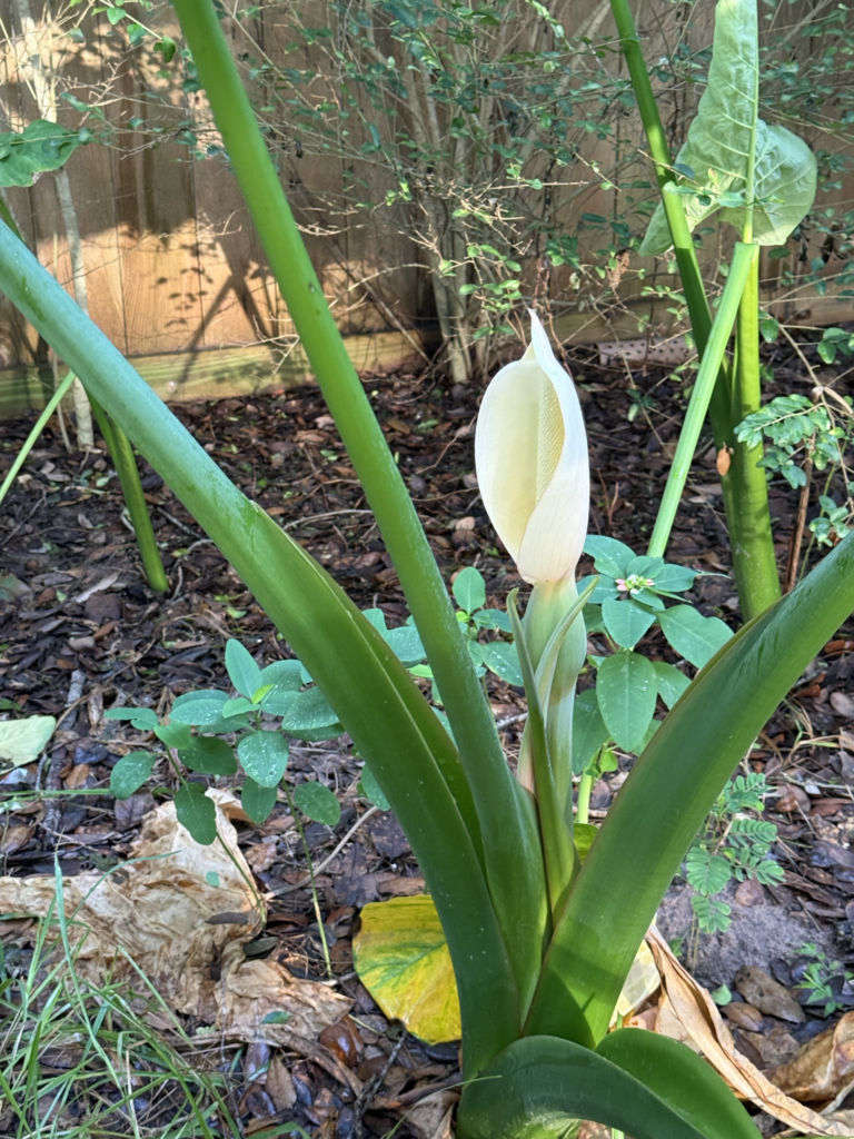 elephant-ear-blossom elephant ear blossom