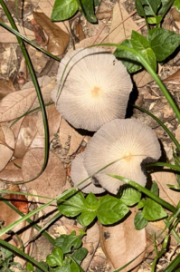 parasola fungi look like umbrellas with semitransparent coverings