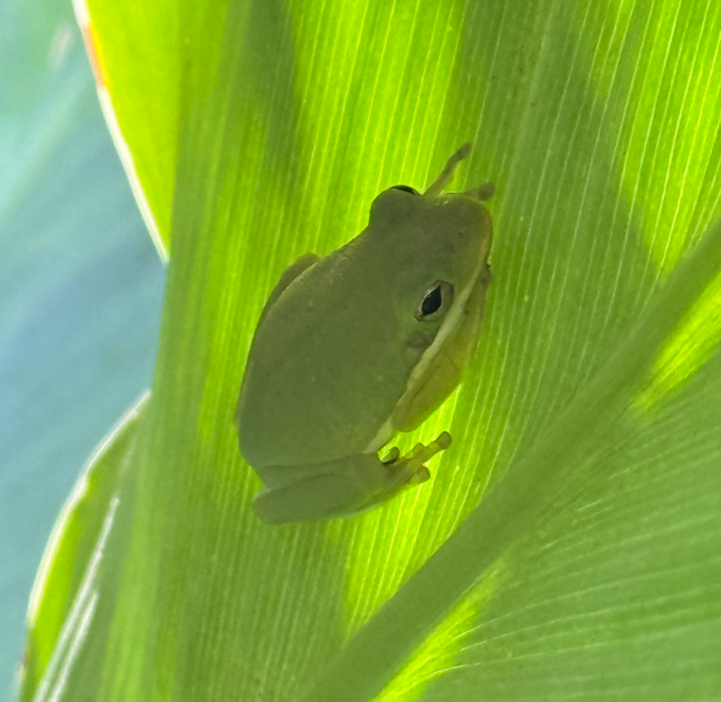 American tree frog