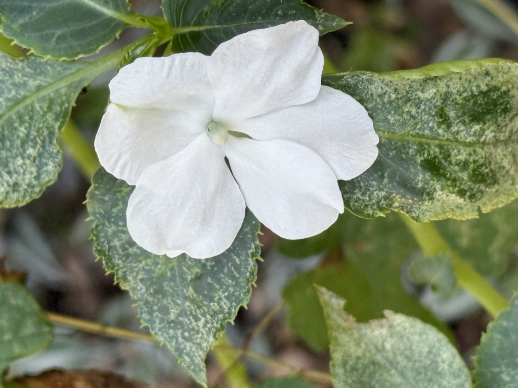White impatiens flower with fading green leaves.